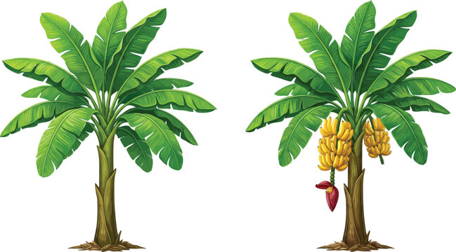 Banana trees with green leaves and yellow fruit bunches isolated on transparent background as vector illustration set