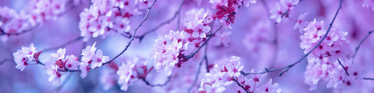 Vintage blossoming sakura tree. Spring nature background