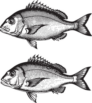 Pair of detailed seabream fish illustrations in vintage engraving style on gray background.