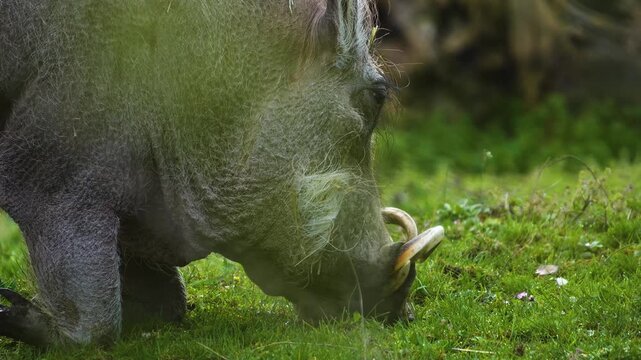 Close up of a warthog pig searching for food and grazing ona meadow on a cloudy spring day