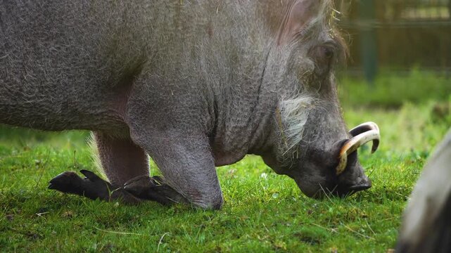 Close up of a warthog pig searching for food and grazing ona meadow on a cloudy spring day