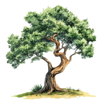 Yew Tree watercolor drawing vector, high-quality modern illustration on a pure white background