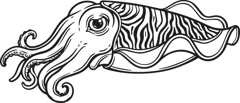 Detailed cuttlefish with swirling tentacles and zebra-striped mantle, intricate marine life line art black and white vector illustration
