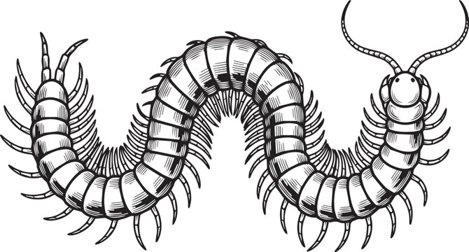Detailed Centipede with Segmented Body and Numerous Legs in Wavy Pose, Intricate Line Art black and white vector illustration
