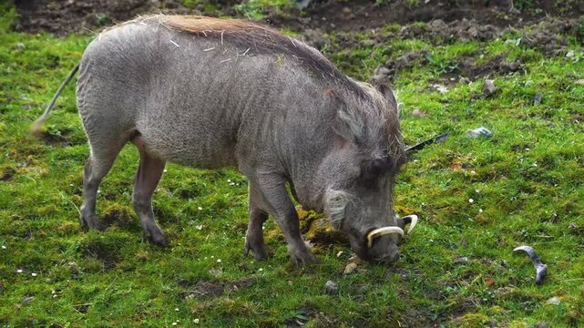 Close up of a warthog pig searching for food and grazing ona meadow on a cloudy spring day