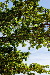 Fototapeta premium Vertical low angle view of lush green tropical tree branches against clear blue sky.