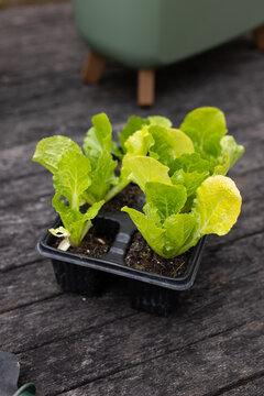 Black plastic seedling tray is sitting on worn wood table, holding lettuce seedlings in potting mix