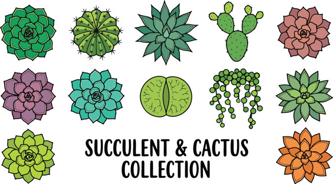 Succulent and cactus collection, 12 botanical plant vector icons, green desert flora set for garden branding design