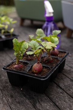 Black six-cell seed tray holding three red radish bulbs in potting soil on wooden table