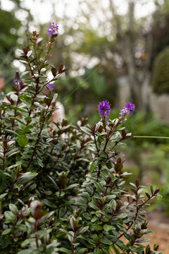 Leafy shrub is showing glossy oval leaves and purple flower spikes in garden bokeh