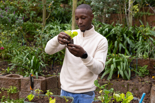 Man inspecting seedling with exposed roots at backyard raised bed, holding trowel, wearing sweater