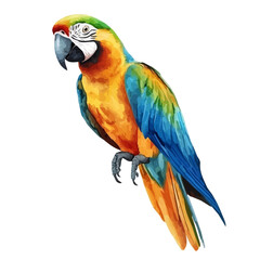 Parrot artistic watercolor vector, modern minimal painting style with high detail on pure white background © Matt