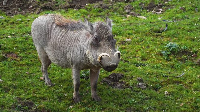 Close up of a warthog pig searching for food and grazing ona meadow on a cloudy spring day