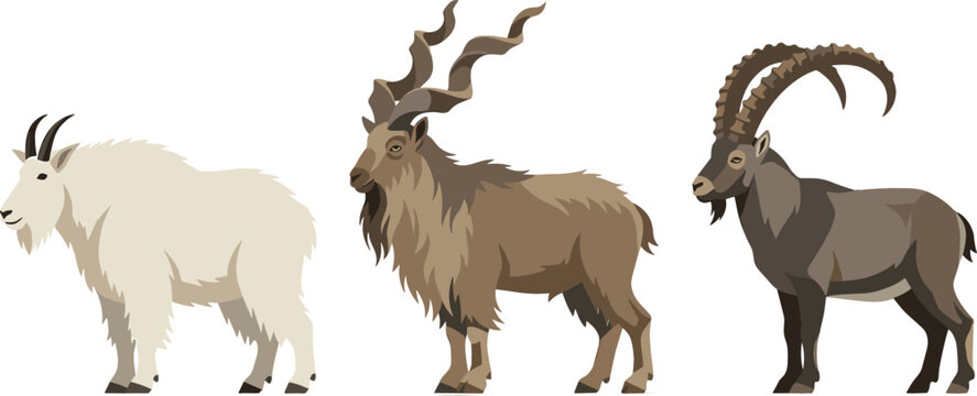 Wild Mountain Goat Species Vector Icon Set Featuring White Mountain Goat, Markhor with Spiral Horns, and Alpine Ibex Isolated on White Background