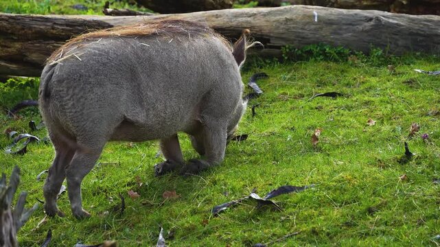 Close up of a warthog pig searching for food and grazing ona meadow on a cloudy spring day