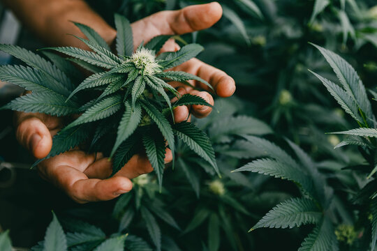 Closeup of two hands presenting a flowering cannabis bud with serrated green leaves in a cultivation greenhouse for botanical background and wellness poster design