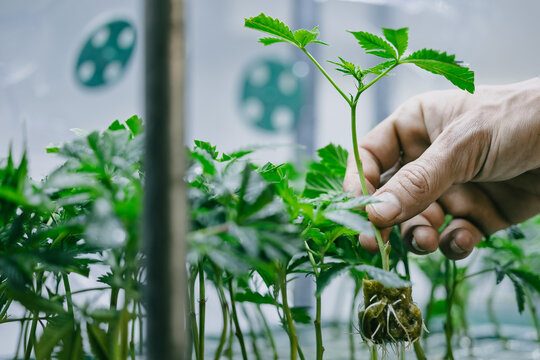 cannabis seedling transplant with exposed root ball in hand for indoor propagation background and nursery cultivation training poster