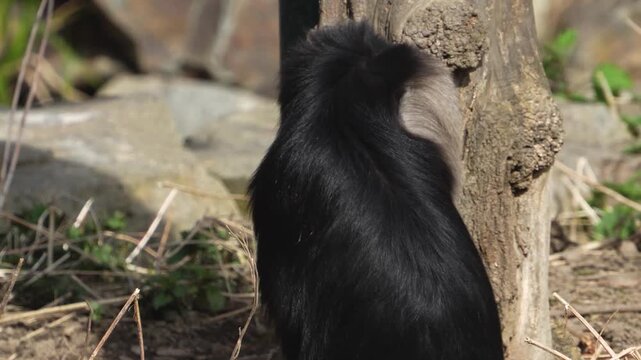 Close up of a bearded monkey or  lion-tailed macaque moving around a meadow ona sunny spring day