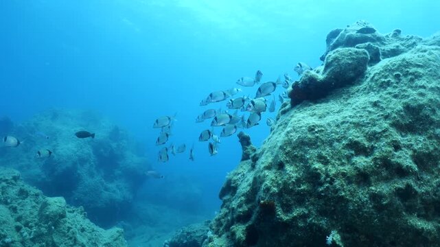underwater fish scenery from mediterranean  sea breams ocean scenery underwater landscape seabreams  Diplodus sargus