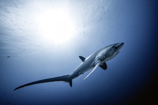 View of a thresher shark swimming through deep blue water with sunlight filtering from the surface at Kimud Shoal Tabango, Leyte, Philippines.