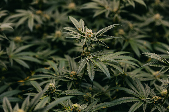 Dense indoor cannabis canopy with mature flowering buds for cultivation background and botanical product imagery in a grow facility