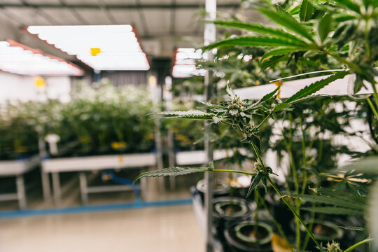 Indoor cannabis cultivation close-up of flowering plants in a commercial grow facility for agricultural background and medicinal product design