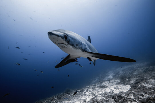 View of a thresher shark swimming through clear blue water above a rocky seabed with sunlight filtering from the surface at Kimud Shoal in Tabango, Leyte, Philippines.