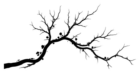 Obraz premium Bare tree branch silhouette with organic details in minimalist nature style