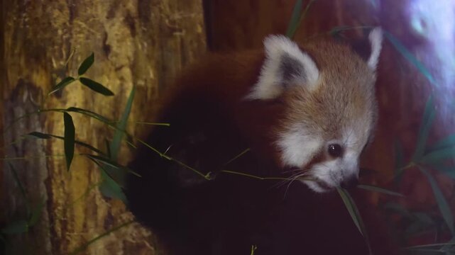 Close up view of a red panda bear head resting on a tree and looking around
