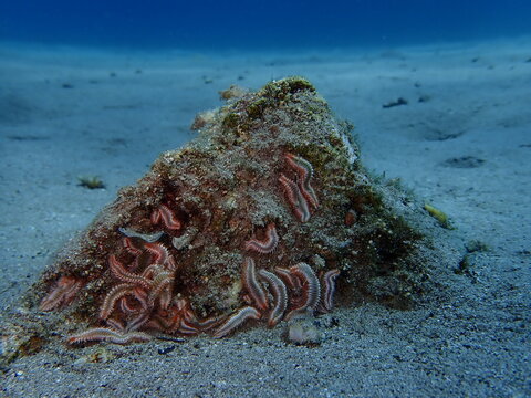 juvenile fire worms underwater gathered together around a rock