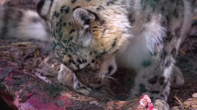 Close up view of a snow leopard chewing on meat with a bone on a sunny day in spring	