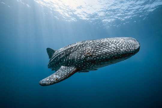 View of a whale shark swimming through clear blue water with sun rays filtering from the surface at Kimud Shoal in Tabango, Leyte, Philippines.
