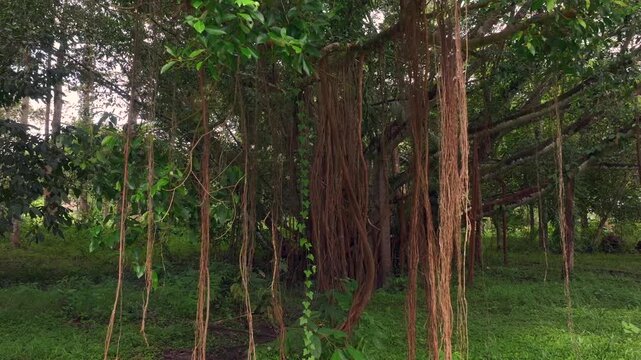 Long roots hang down from banyan tree, the majestic rainforest giant Tree with lush foliage, Jungle Concept