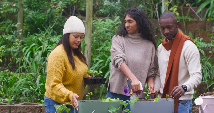 African American friends holding tray, planting for garden in sweaters with purple spray bottle