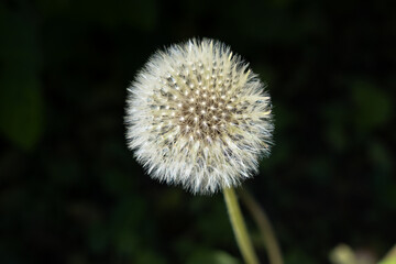 Detailed macro shot of a white fluffy dandelion seed head against a dark background © Anshuman