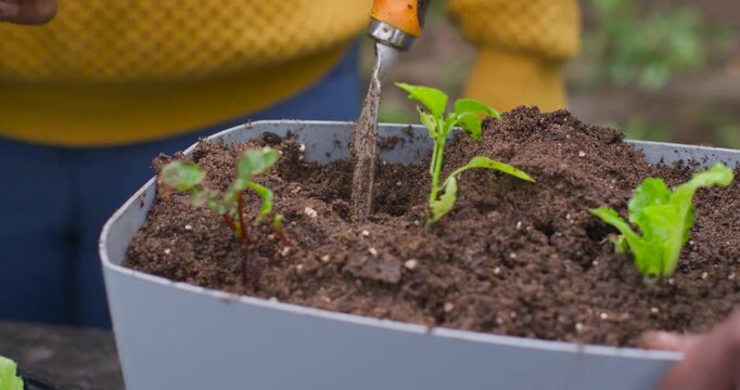 Hose is spraying planter soil as hands are digging hole, easing seedling and packing for transplant