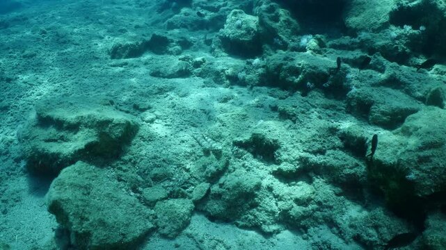 lizard fish underwater mating together