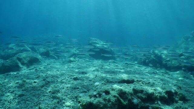 boops boops linnaeus fish school underwater reflections and shadows background at the sandy bottom of ocean