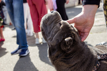 owner strokes  muzzle of a gray shar pei on a walk on  sunny day, leather folds, funny muzzle, profile, portrait, breed, wrinkled skin, intelligent eyes © Наталія Богодіца