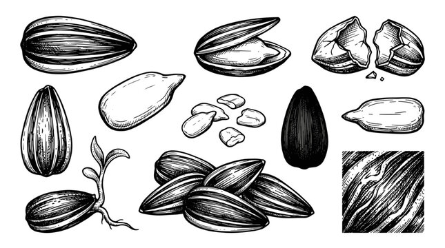 Hand draw black ink sketch of sunflower seed and kernel set, isolate on white background