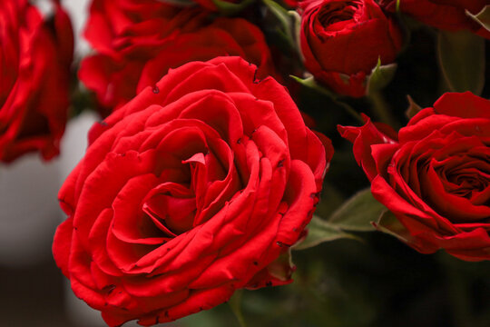 ​A luxurious bouquet of vibrant red roses is captured in a close-up shot focusing on the lush petals of the central flower. The deep rich color and soft lighting create an atmosphere of romance, passi