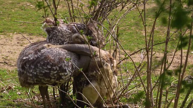 Close up of flightless Rhea or Nandu birds mating on a meadow between bushes on a sunny day in summer