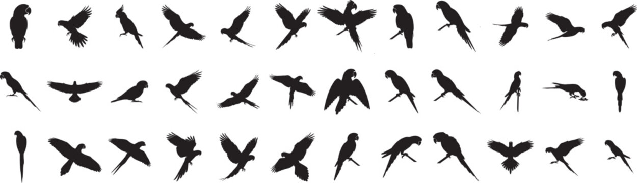 Parrot Silhouette Vector Collection: High-Quality Bird Graphics for Design Projects