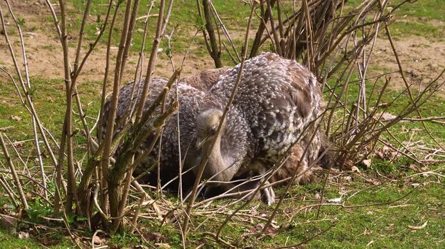 Close up of flightless Rhea or Nandu birds mating on a meadow between bushes on a sunny day in summer
