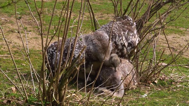 Close up of flightless Rhea or Nandu birds mating on a meadow between bushes on a sunny day in summer