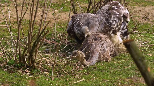 Close up of flightless Rhea or Nandu birds mating on a meadow between bushes on a sunny day in summer