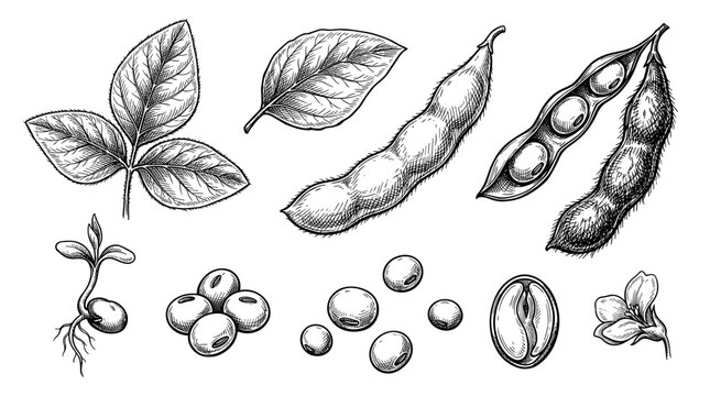 Hand drawn soybean botanical illustration set with pod leaf seed and sprout, black ink vector sketch on white