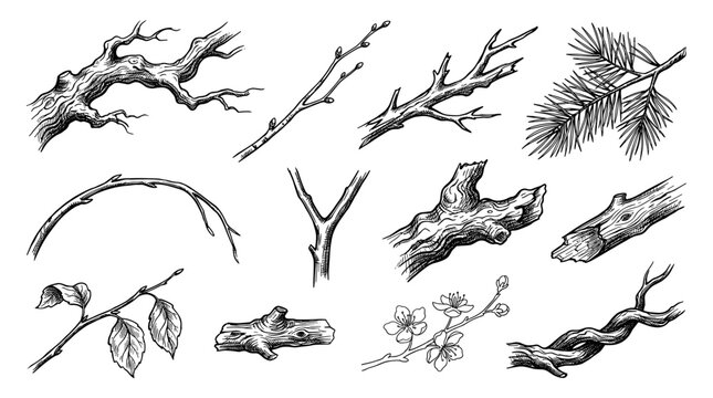 Hand draw vector sketch of tree branch and twig, isolate on white background for botanical illustration