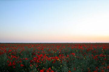 Obraz premium Beautiful red poppy flowers blooming in field at sunset