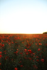 Obraz premium Beautiful red poppy flowers blooming in field at sunset
